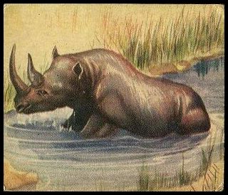 14 Rhinoceros